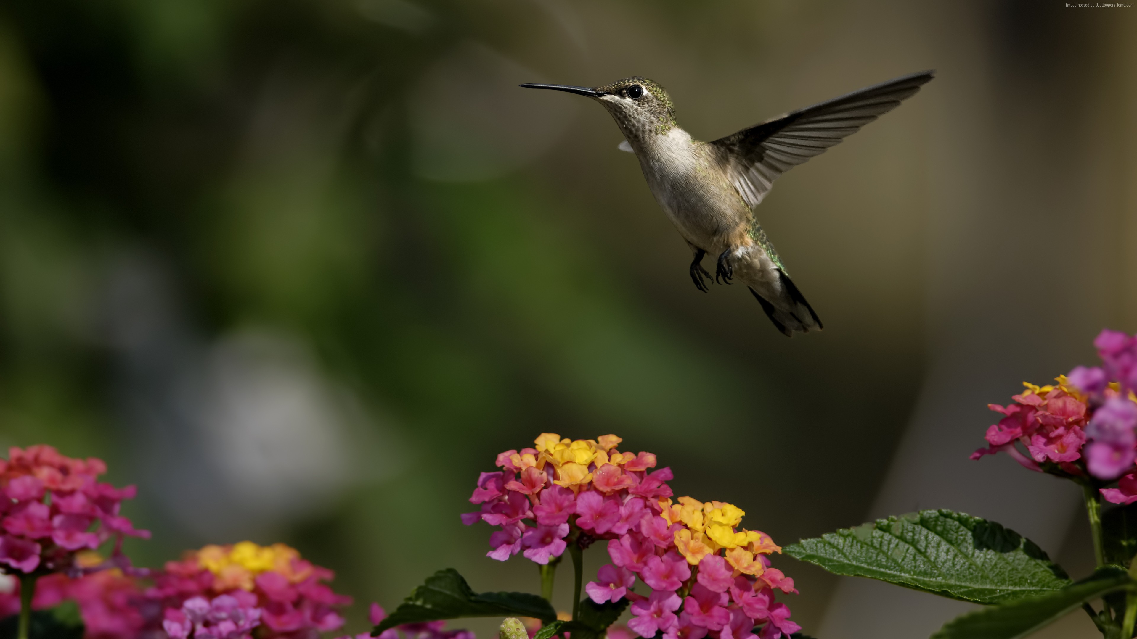 Wallpaper colibri, flowers, flight, blur, Animals